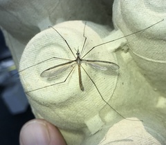 Tipula paludosa