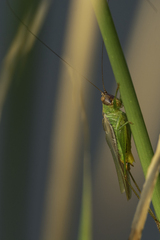 Orchelimum concinnum