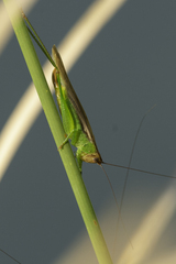 Orchelimum concinnum