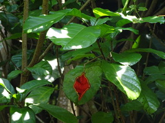 Sterculia monosperma