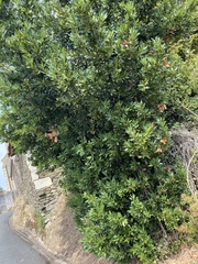Laurus nobilis