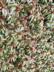 Sphagnum palustre
