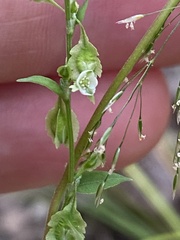 Fallopia scandens
