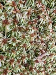 Sphagnum palustre