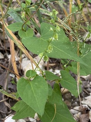 Fallopia scandens