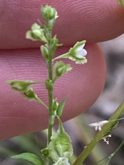Fallopia scandens