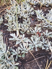 Antennaria media