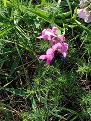 Xylocopa violacea