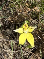 Caladenia flava