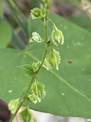Fallopia scandens