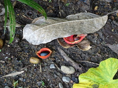 Sterculia monosperma