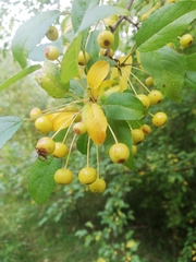 Malus toringo