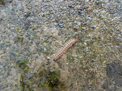 Chamberlinius hualienensis