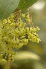 Cissampelos sympodialis