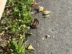 Thamnophis sirtalis pallidulus