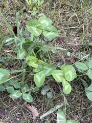 Trifolium pratense