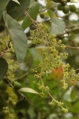 Cissampelos sympodialis