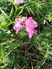 Lathyrus latifolius