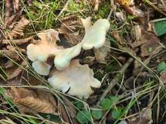 Crepidotus