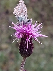 Polyommatus coridon