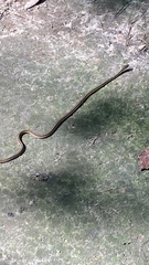 Thamnophis saurita