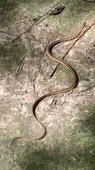 Thamnophis saurita