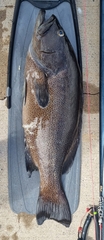 Epinephelidae