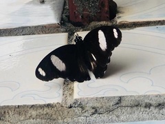 Hypolimnas misippus
