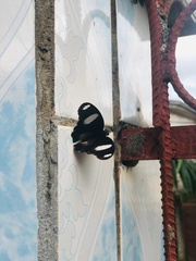 Hypolimnas misippus