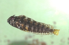 Parablennius gattorugine