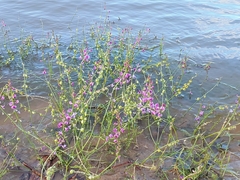 Swainsona microphylla