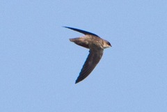 Vaux's Swift photo 3