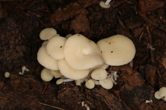 Lactocollybia