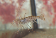 Palaemon serratus