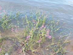 Swainsona microphylla