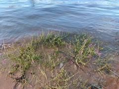 Swainsona microphylla