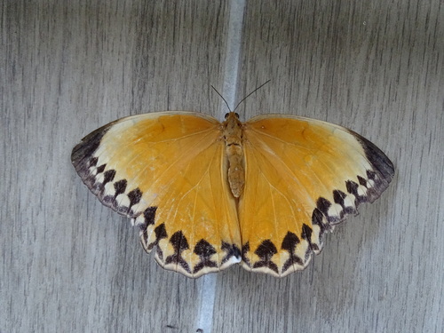 Stichophthalma howqua
