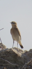 Oenanthe isabellina
