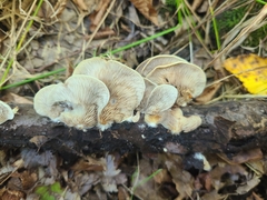 Crepidotus
