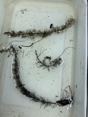 Myriophyllum sibiricum