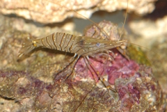 Palaemon serratus