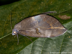 Phyllodes consobrina