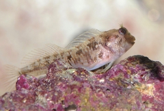 Parablennius incognitus