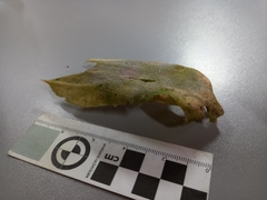 Dactylopterus volitans