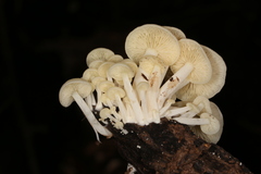 Lactocollybia