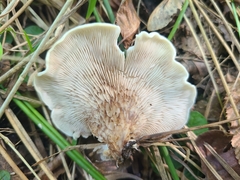 Crepidotus