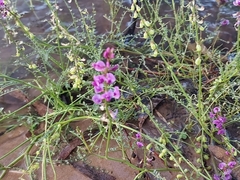 Swainsona microphylla