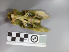 Dactylopterus volitans