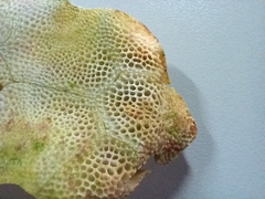 Dactylopterus volitans