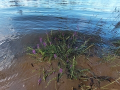 Swainsona microphylla